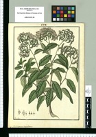 Heliotropium corymbosum / Fran[cis]co Pulgar. Original drawing from Ruiz & Pavón's Expedition (1777-1816)