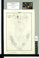 Nolana spathulata; Nolana revoluta / Rubio. Original drawing from Ruiz & Pavón's Expedition (1777-1816)