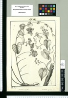 Convolvulus secundus y Convolvulus cymosus / J[osep]h Rubio. Original drawing from Ruiz & Pavón's Expedition (1777-1816)