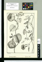 Ipomoea glandulifera e Ipomoea villosa / J[osep]h Rubio. Original drawing from Ruiz & Pavón's Expedition (1777-1816)