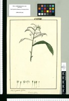 Xuaretia [sic] biflora, Capraria biflora. Original drawing from Ruiz & Pavón's Expedition (1777-1816)