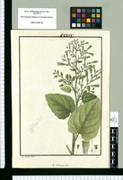 Nicotiana paniculata / Is[idro] Galvez delin. Original drawing from Ruiz & Pavón's Expedition (1777-1816)