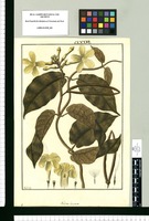 Echites hirsuta [sic] / Fran[cis]co Pulgar. Original drawing from Ruiz & Pavón's Expedition (1777-1816)