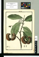 Tabernaemontana arcuata / Galvez. Original drawing from Ruiz & Pavón's Expedition (1777-1816)