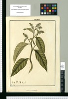 Varronia macrostachya / Fran[cis]co Pulgar. Original drawing from Ruiz & Pavón's Expedition (1777-1816)