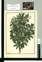 Rauwolfia [sic] flexuosa / Fran[cis]co Pulgar. Original drawing from Ruiz & Pavón's Expedition (1777-1816)
