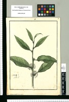 Cestrum conglomeratum / Brunete. Original drawing from Ruiz & Pavón's Expedition (1777-1816)