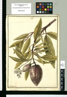 Solanum variegatum / J[ose]ph Brunete. Original drawing from Ruiz & Pavón's Expedition (1777-1816)