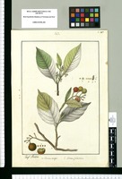 Solanum anceps y Solanum pubescens / Josef Rubio. Original drawing from Ruiz & Pavón's Expedition (1777-1816)