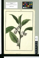 Solanum incurvum / Brunete. Original drawing from Ruiz & Pavón's Expedition (1777-1816)
