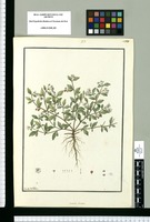 Saracha dentata / Ysidro de Galvez. Original drawing from Ruiz & Pavón's Expedition (1777-1816)