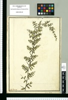Lycium salsum / J[ose]ph Brunete. Original drawing from Ruiz & Pavón's Expedition (1777-1816)