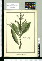 Macrocnemum microcarpon [sic] / Brunete. Original drawing from Ruiz & Pavón's Expedition (1777-1816)