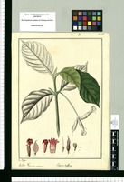 Hippotis triflora / Fr[ancisco] Pulgar. Original drawing from Ruiz & Pavón's Expedition (1777-1816)