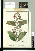 Psychotria villosa y Psychotria foveolata / Ysidro de Galvez. Original drawing from Ruiz & Pavón's Expedition (1777-1816)