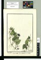Psychotria tinctoria, Psychotria macropoda y Psychotria gracilis / Ysidro de Galvez. Original drawing from Ruiz & Pavón's Expedition (1777-1816)
