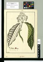 Coffea longifolia / Fran[cis]co Pulgar. Original drawing from Ruiz & Pavón's Expedition (1777-1816)