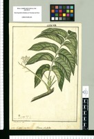 Huertea glandulosa : Cedro macho / Jose Rivera del. Original drawing from Ruiz & Pavón's Expedition (1777-1816)