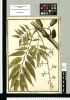 Cedrela odorata / J[ose]ph Brunete. Original drawing from Ruiz & Pavón's Expedition (1777-1816)