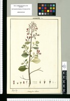 Stereoxylon rubrum / Joseph Rubio. Original drawing from Ruiz & Pavón's Expedition (1777-1816)