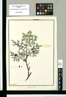 Myoschylos oblonga [sic] / Ysidro de Galvez. Original drawing from Ruiz & Pavón's Expedition (1777-1816)