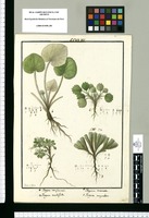 Fragosa multifida, Fragosa reniformis, Fragosa crenata y Fragosa corymbosa / Ysidro de Galvez. Original drawing from Ruiz & Pavón's Expedition (1777-1816)