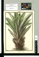 Bromelia incarnata / Galvez. Original drawing from Ruiz & Pavón's Expedition (1777-1816)