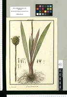 Bonapartea strobilantha / Is[idro] Galvez delin. Original drawing from Ruiz & Pavón's Expedition (1777-1816)