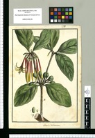 Loranthus dichotomus / Brunete. Original drawing from Ruiz & Pavón's Expedition (1777-1816)