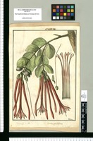 Loranthus grandiflorus / Galvez. Original drawing from Ruiz & Pavón's Expedition (1777-1816)