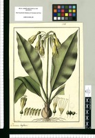 Pancratium latifolium / Fran[cis]co Pulgar. Original drawing from Ruiz & Pavón's Expedition (1777-1816)
