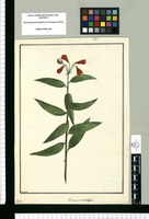 Alstroemeria distichifolia / Brunete. Original drawing from Ruiz & Pavón's Expedition (1777-1816)