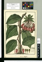 Alstroemeria latifolia / Fran[cis]co Pulgar. Original drawing from Ruiz & Pavón's Expedition (1777-1816)