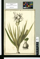Ornithogalum corymbosum / J[ose]ph Brunete. Original drawing from Ruiz & Pavón's Expedition (1777-1816)