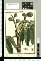 Actinophyllum angulatum / Brunete. Original drawing from Ruiz & Pavón's Expedition (1777-1816)