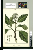 Gilibertia umbellata / Fran[cis]co Pulgar. Original drawing from Ruiz & Pavón's Expedition (1777-1816)