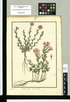 Oenothera subulata y Oenothera tenella / Is[idro] Galvez delin. Original drawing from Ruiz & Pavón's Expedition (1777-1816)