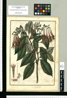 Fuchsia corymbiflora / Fran[cis]co Pulgar. Original drawing from Ruiz & Pavón's Expedition (1777-1816)