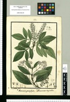 Weinmannia pentaphylla, Weinmannia corymbosa / Is[idro] Galvez del. Original drawing from Ruiz & Pavón's Expedition (1777-1816)