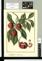 Semarillaria : V[ulgo] Montelucuma / Fran[cis]co Pulgar. Original drawing from Ruiz & Pavón's Expedition (1777-1816)