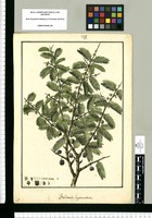 Porlieria hygrometra / Galvez. Original drawing from Ruiz & Pavón's Expedition (1777-1816)