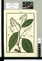 Laurus reticulata / Ysidro de Galvez. Original drawing from Ruiz & Pavón's Expedition (1777-1816)