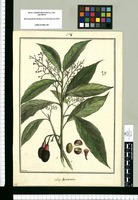 Laurus dysodantha / Brunete. Original drawing from Ruiz & Pavón's Expedition (1777-1816)