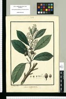 Laurus multiglandulosa / Is[idro] Galvez delin. Original drawing from Ruiz & Pavón's Expedition (1777-1816)