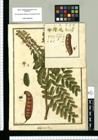 Caesalpinia tara / Ysidro Galvez. Original drawing from Ruiz & Pavón's Expedition (1777-1816)