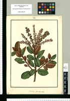 Clethra ferruginea / Galvez. Original drawing from Ruiz & Pavón's Expedition (1777-1816)