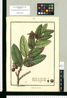Thibaudia caulialata / Isidro de Galvez. Original drawing from Ruiz & Pavón's Expedition (1777-1816)