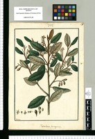Foveolaria ferruginea / Galvez. Original drawing from Ruiz & Pavón's Expedition (1777-1816)