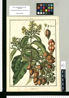 Malpighia nitida / Fran[cis]co Pulgar. Original drawing from Ruiz & Pavón's Expedition (1777-1816)