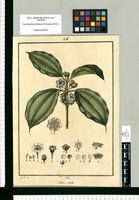 Valdesia ovalis / J[osé] G[abriel] R[ivera] del. Original drawing from Ruiz & Pavón's Expedition (1777-1816)